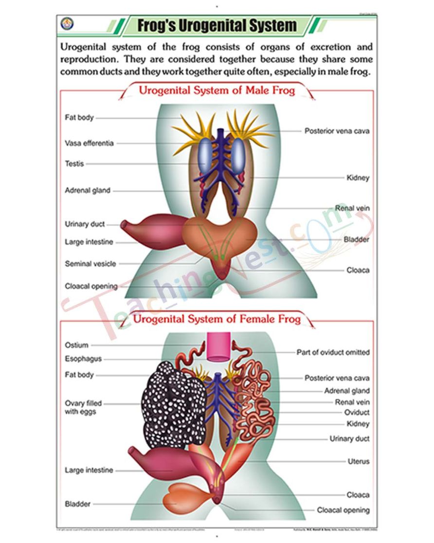 Frog's Urogenital System Chart - Laminated, With Rollers