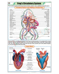 Frog's Circulatory System Chart - Laminated, With Rollers
