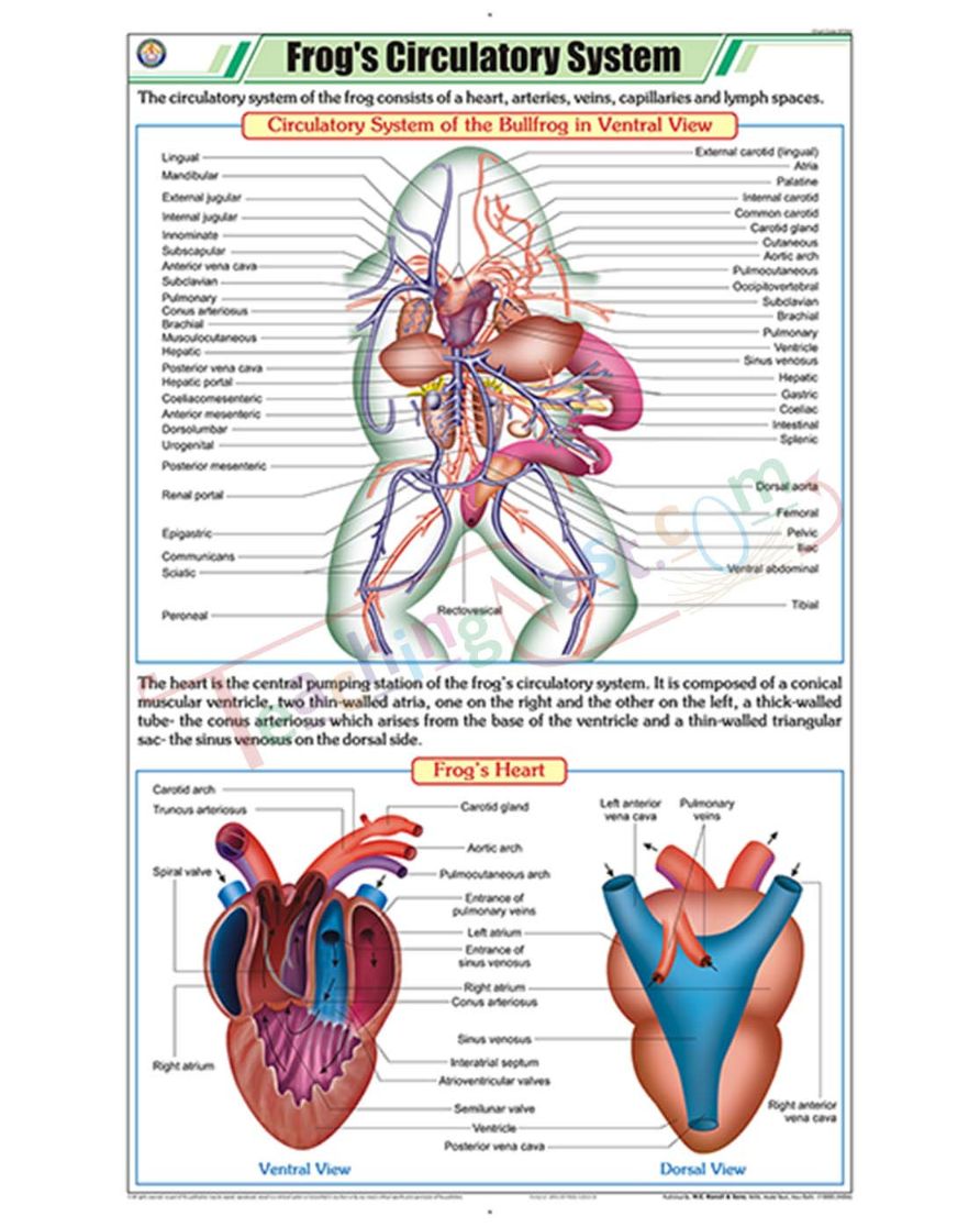 Frog's Circulatory System Chart - Laminated, With Rollers