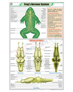 Frog's Nervous System Chart - Laminated, With Rollers
