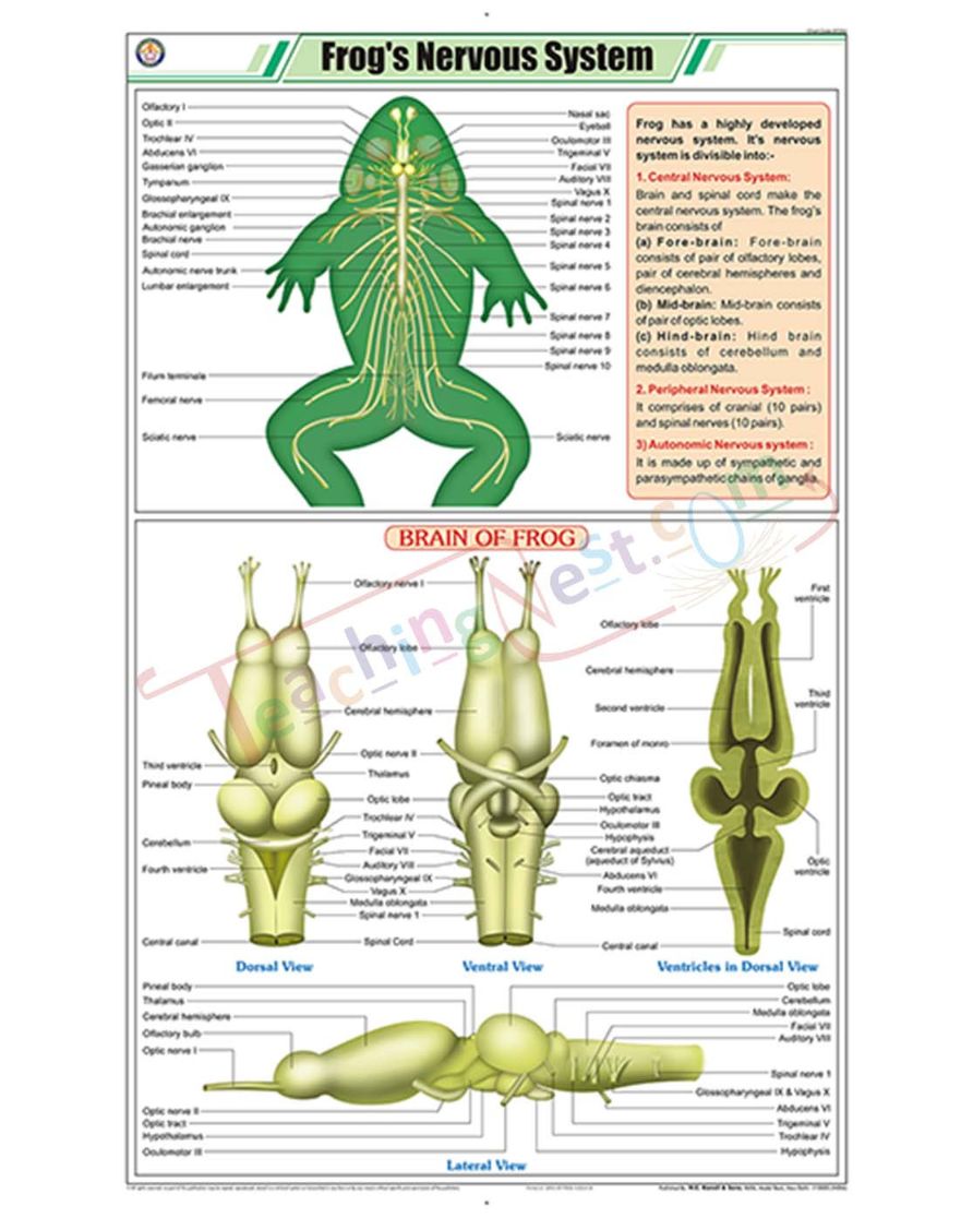Frog's Nervous System Chart - Laminated, With Rollers