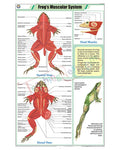Frog's Muscular System Chart - Laminated, With Rollers