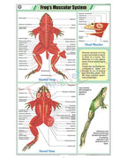 Frog's Muscular System Chart - Laminated, With Rollers