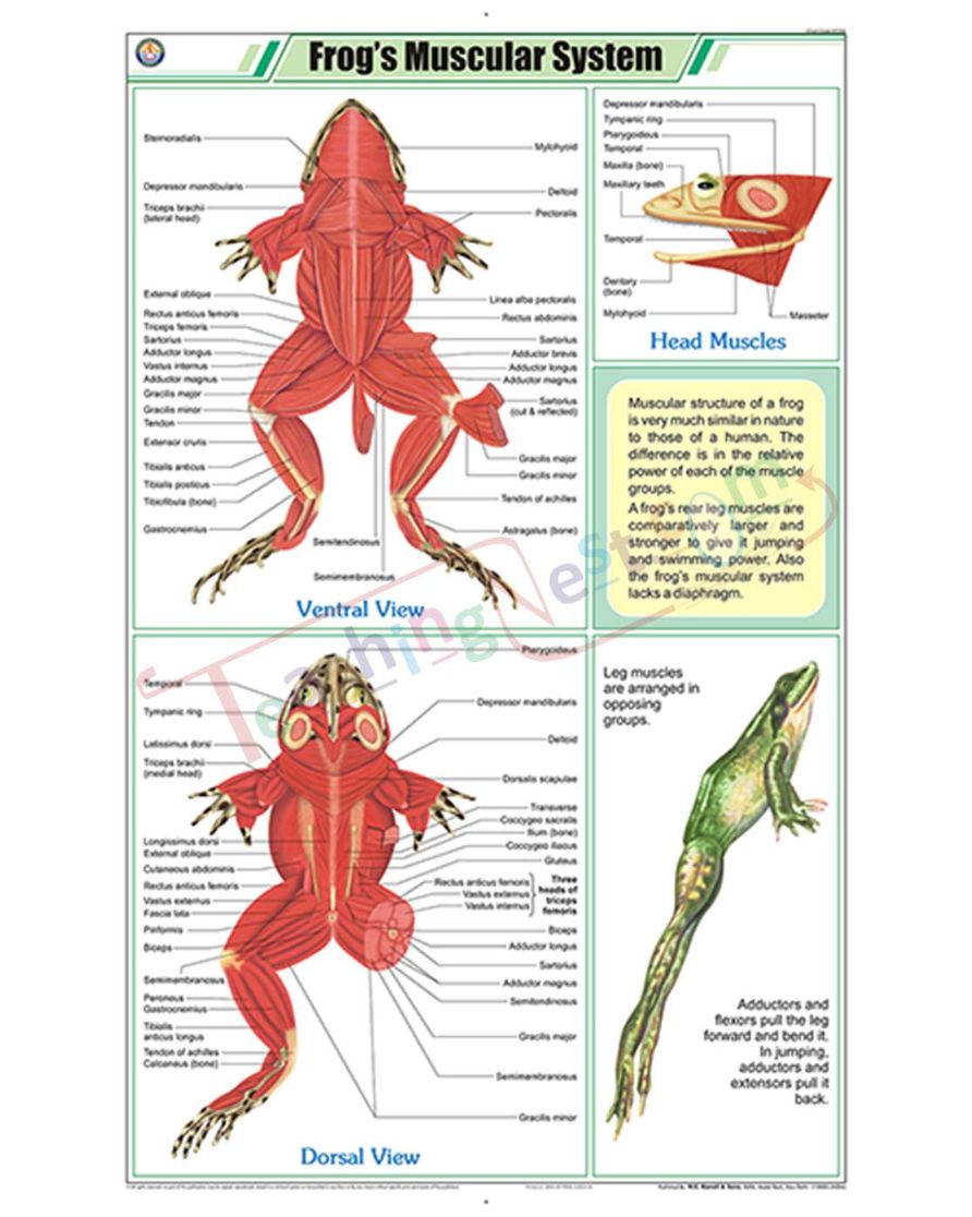 Frog's Muscular System Chart - Laminated, With Rollers