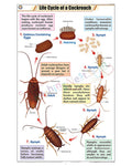 Life Cycle of Cockroach Chart - Laminated, With Rollers