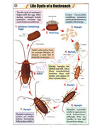 Life Cycle of Cockroach Chart - Laminated, With Rollers