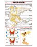 Skeleton of a Bird Chart - Laminated, With Rollers
