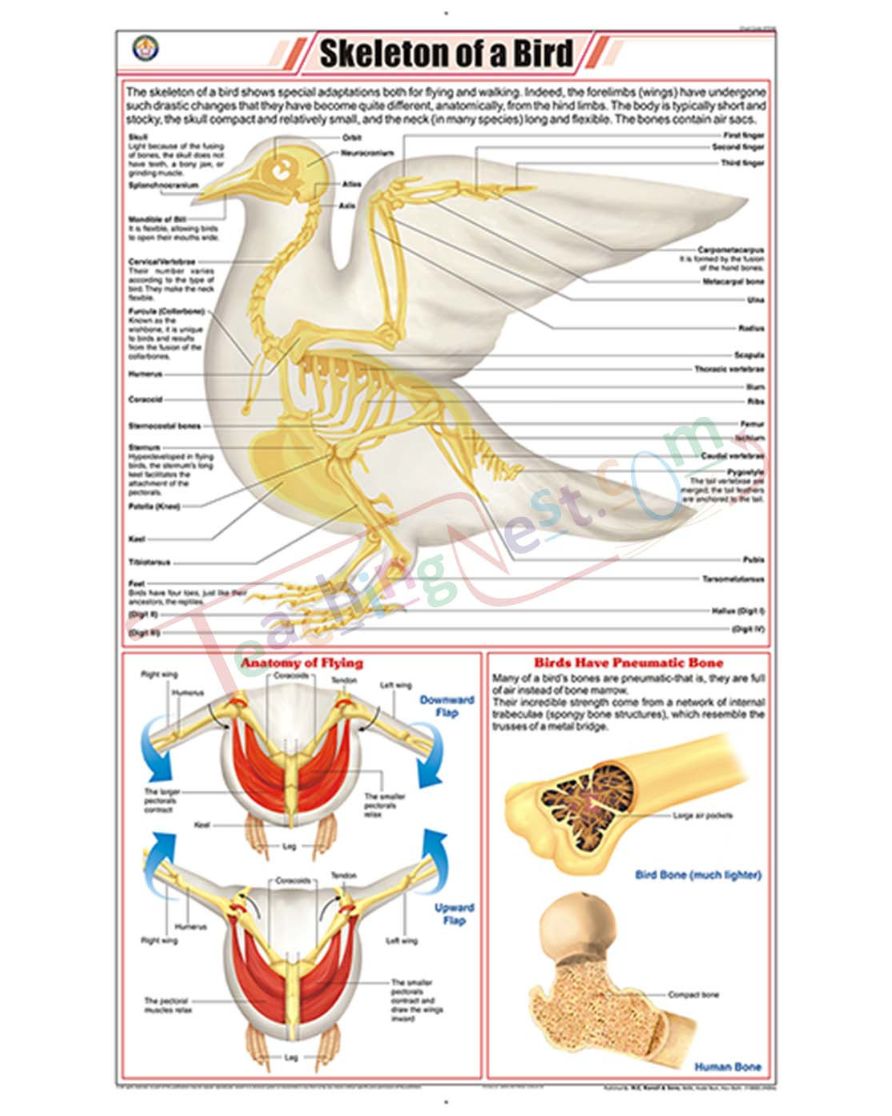 Skeleton of a Bird Chart - Laminated, With Rollers