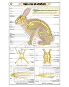 Skeleton of Rabbit Chart - Laminated, With Rollers