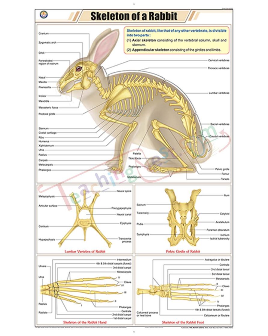 Skeleton of Rabbit Chart - Laminated, With Rollers