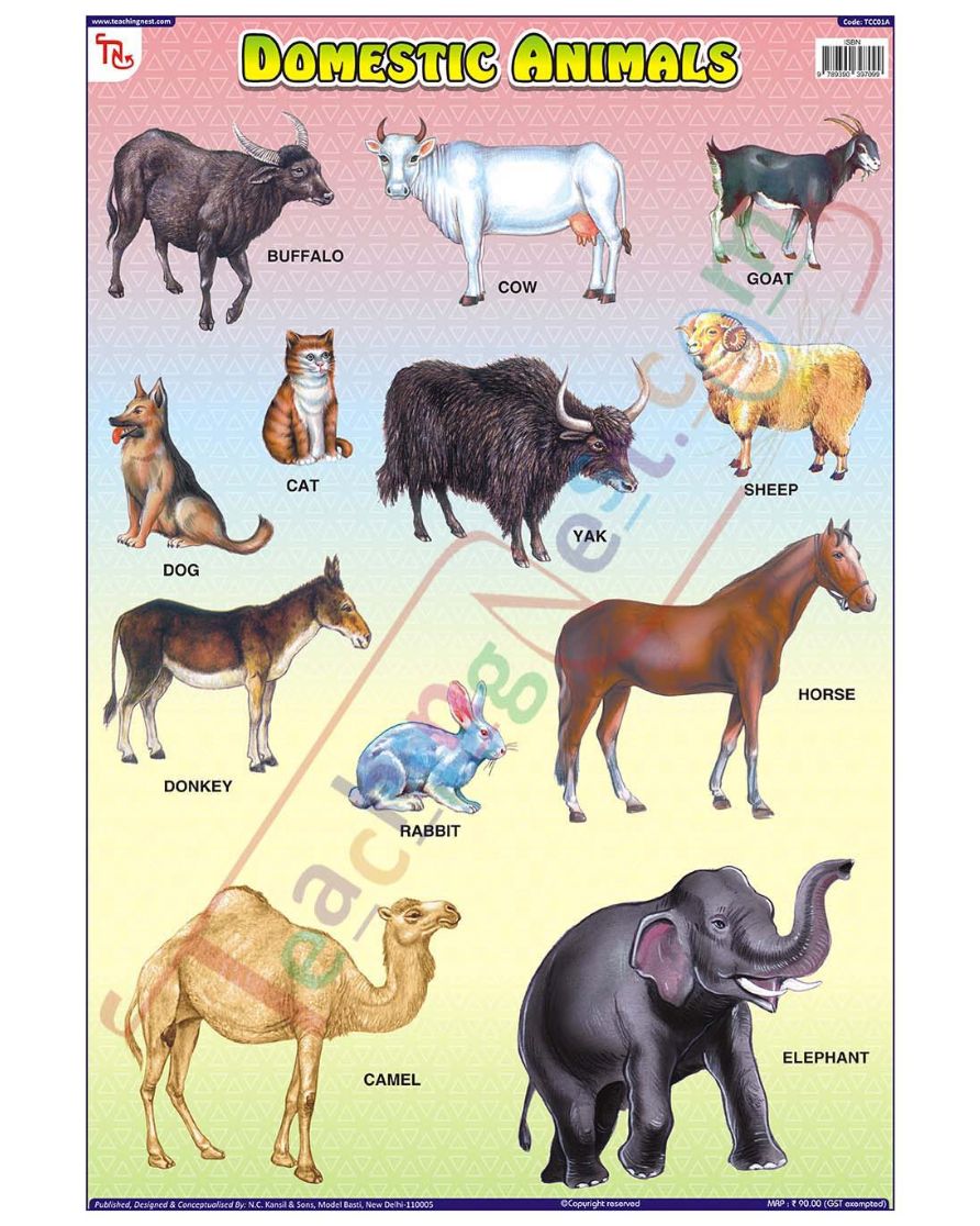 Domestic Animals - Laminated, Wall Sticking, 13x19 inch, 33x48 cm, English only