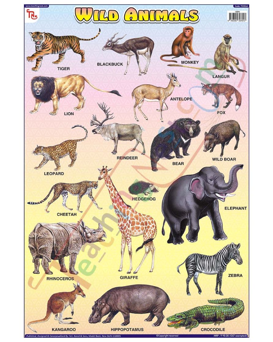 Wild Animals - Laminated, Wall Sticking, 13x19 inch, 33x48 cm, English only