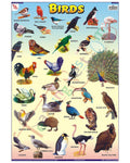 Birds - Laminated, Wall Sticking, 13x19 inch, 33x48 cm, English only