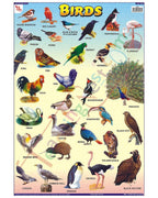 Birds - Laminated, Wall Sticking, 13x19 inch, 33x48 cm, English only