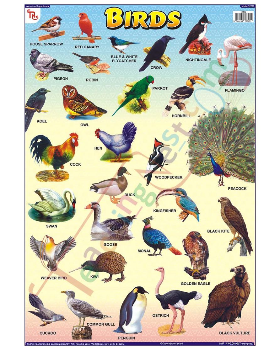 Birds - Laminated, Wall Sticking, 13x19 inch, 33x48 cm, English only