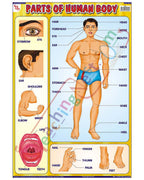 Parts of Human Body - Laminated, Wall Sticking, 13x19 inch, 33x48 cm, English only