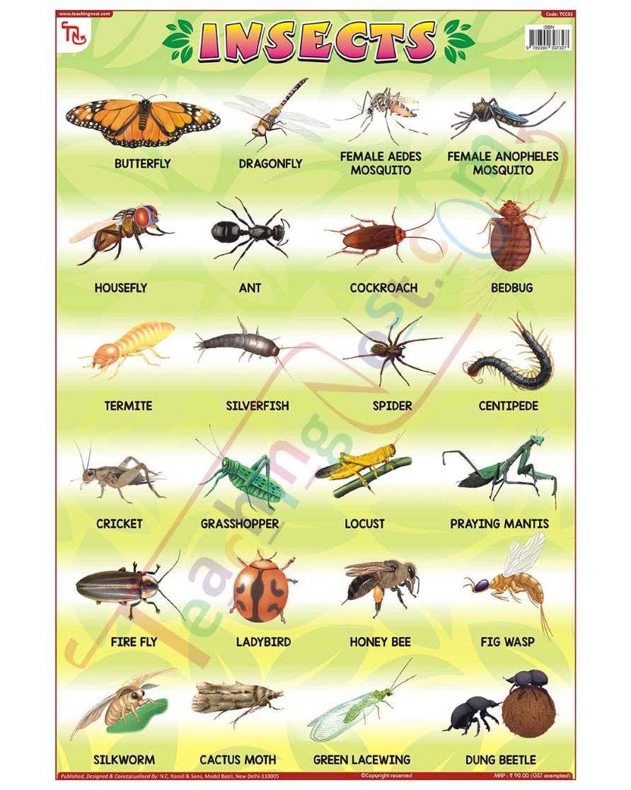 Insects - Laminated, Wall Sticking, 13x19 inch, 33x48 cm, English only