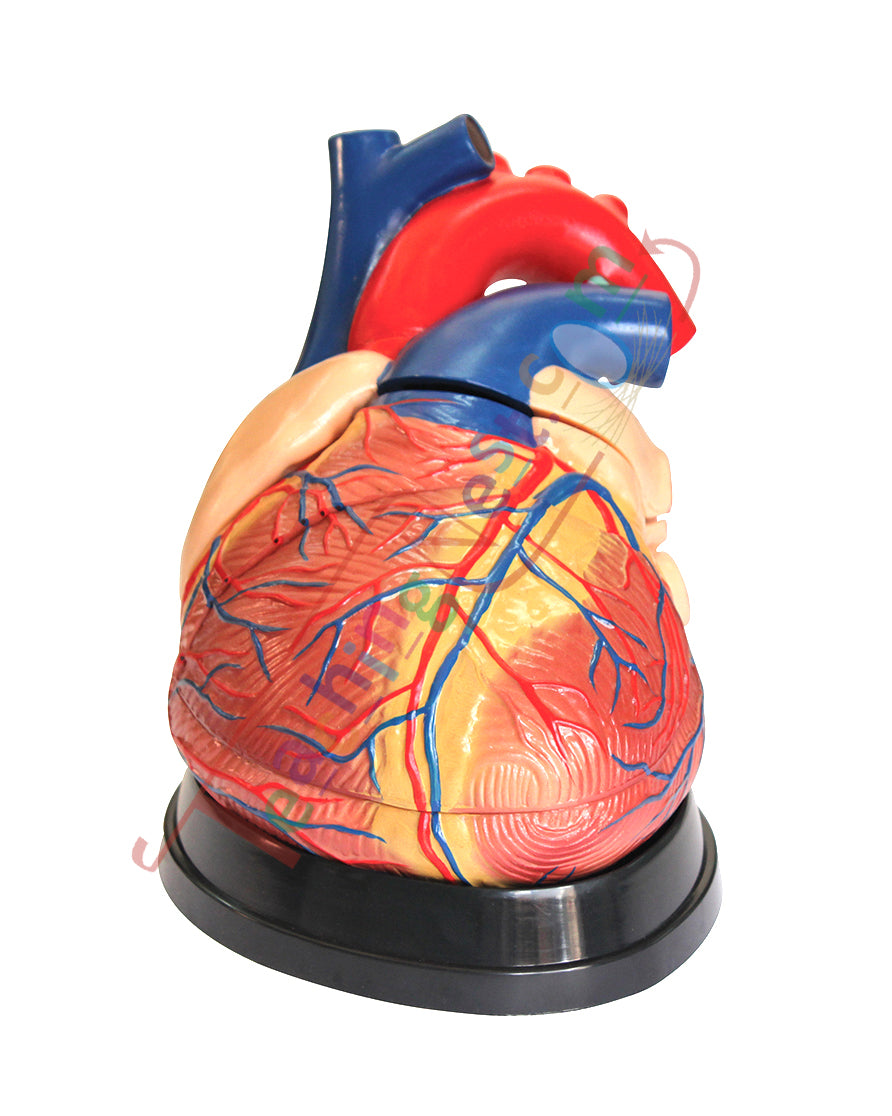 Jumbo Heart Model