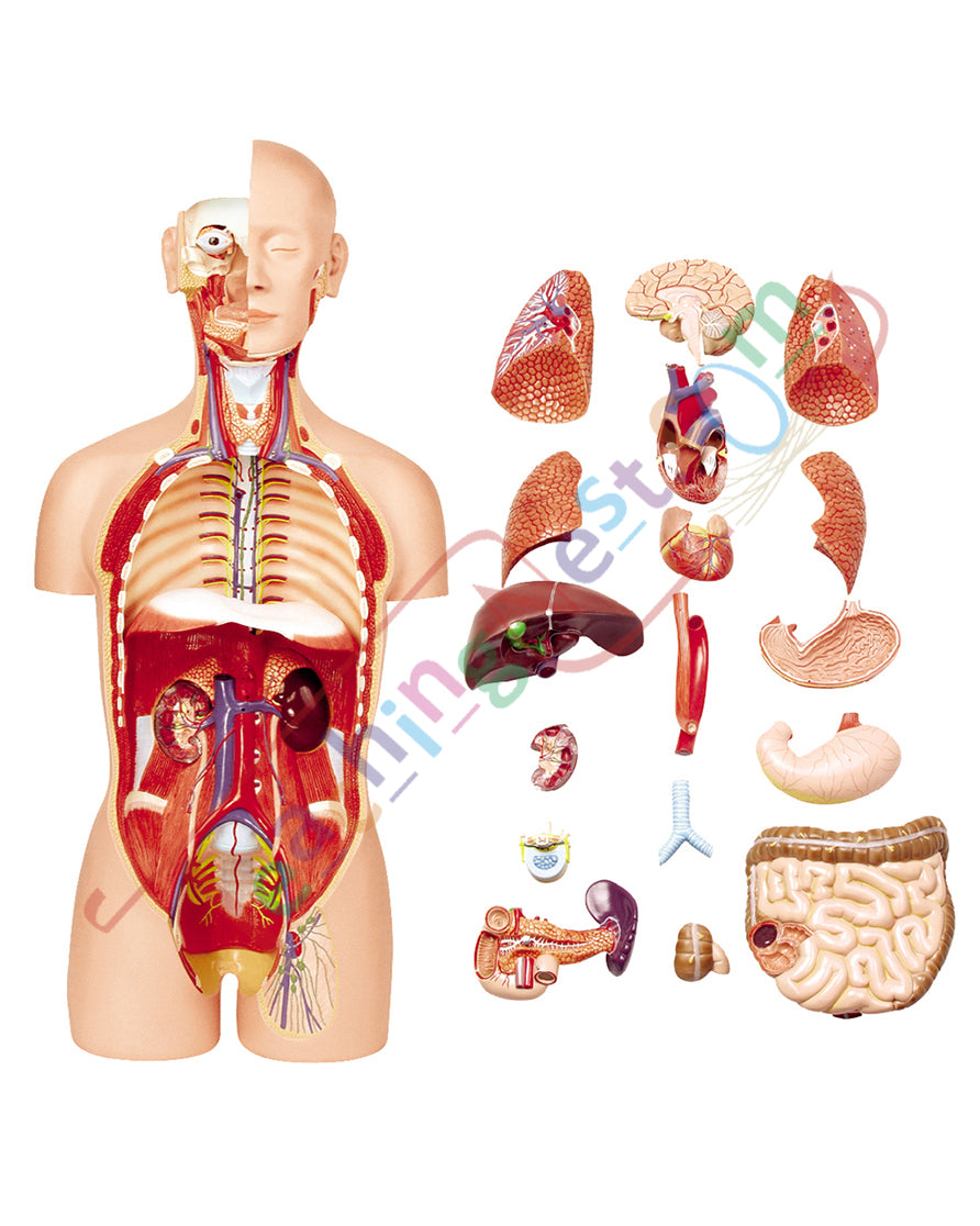 Human Torso Deluxe 85 cm. 27 Parts 2-in-1