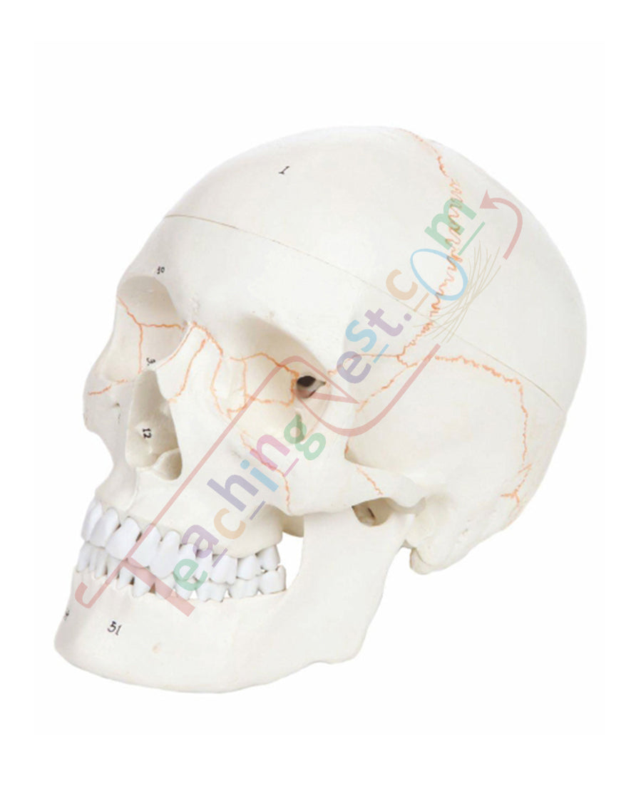 Skull with Well Marked Sutures