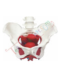 Female Pelvic Muscles with Removable Genitals