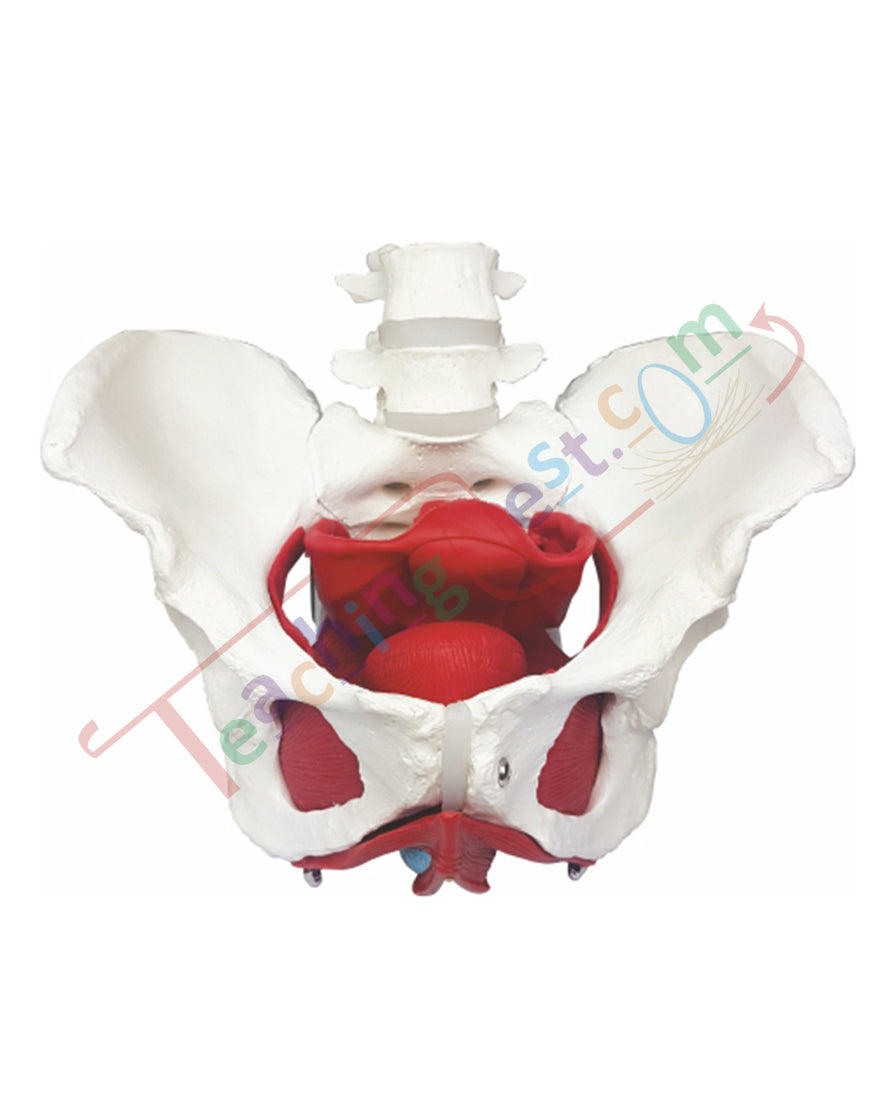Female Pelvic Muscles with Removable Genitals