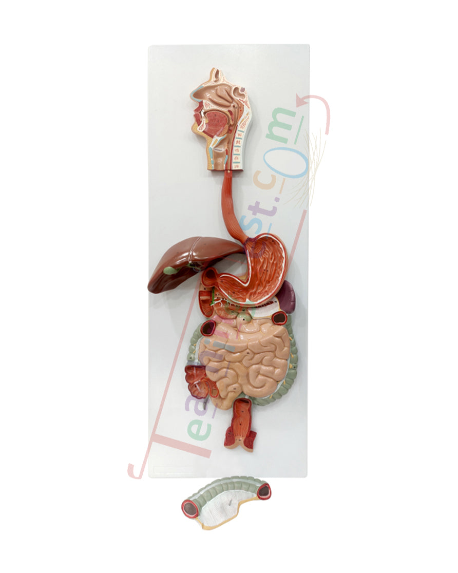 Digestive System Model PVC