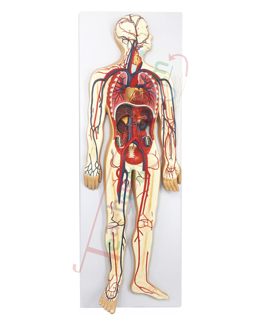 Circulatory System Model PVC