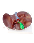 Liver Model PVC