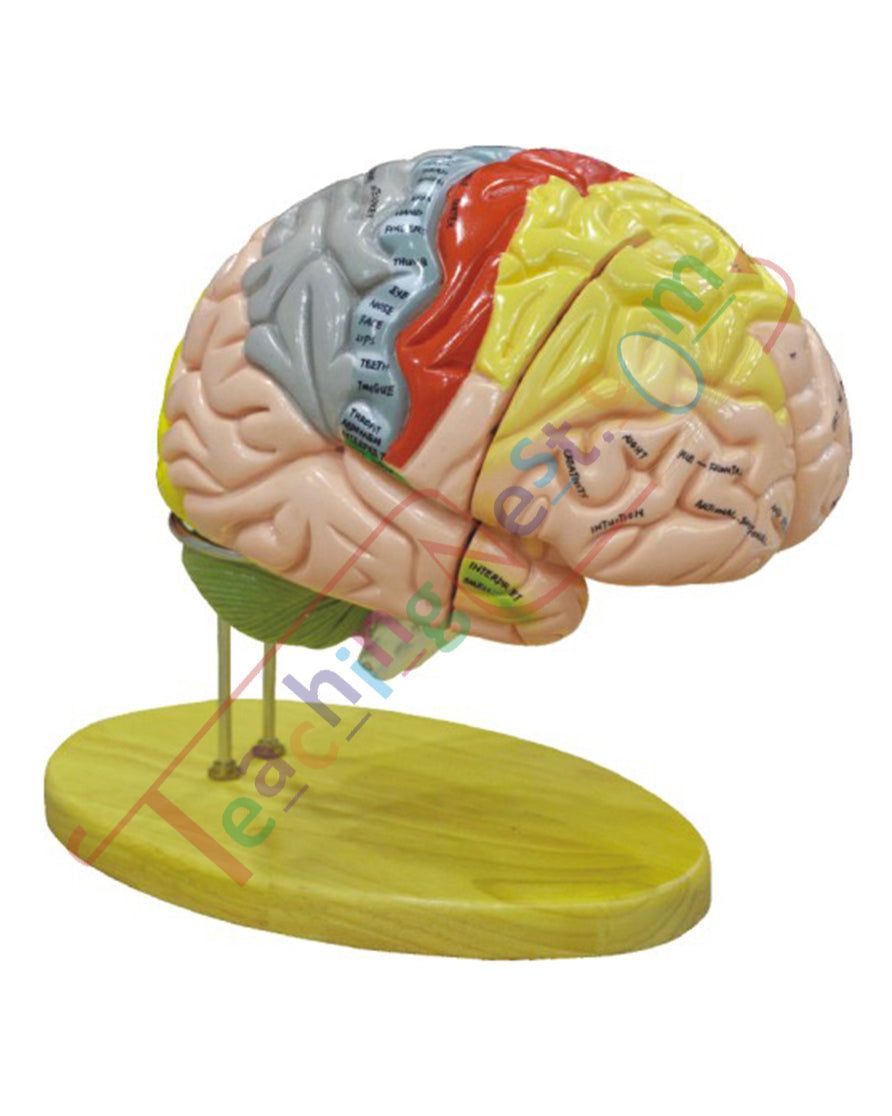 Brain Model Deluxe Enlarged 4 parts