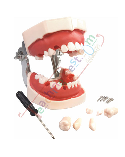 An anatomical model of human jaws and teeth, shown open with a screwdriver and several small tooth pieces on a plain white background.