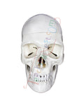 Skull Model 3 Part PVC
