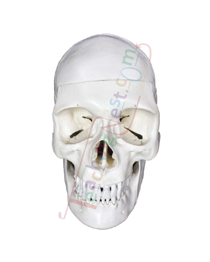 Skull Model 3 Part PVC