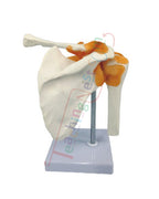 Shoulder Joint Model Flexible