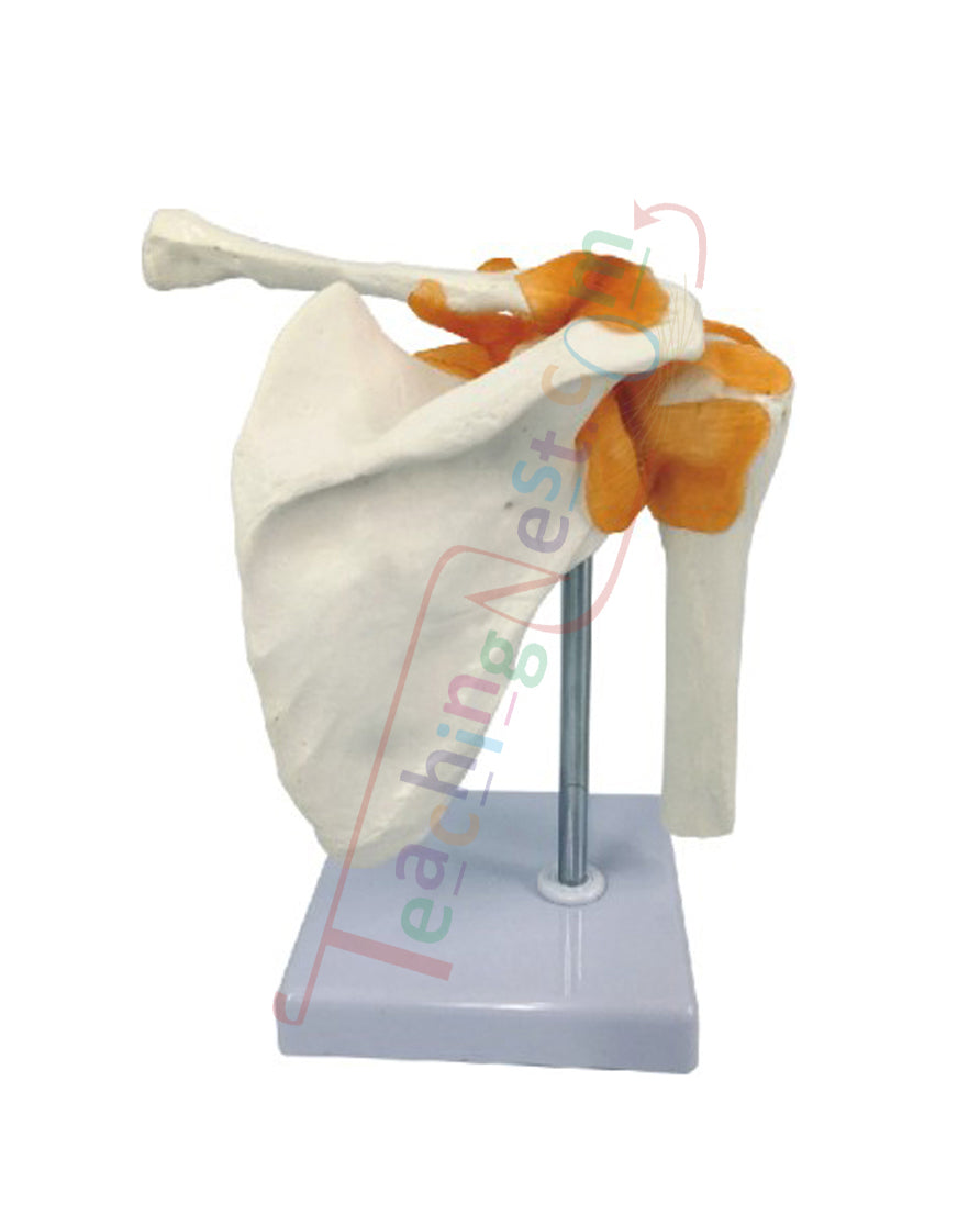 Shoulder Joint Model Flexible