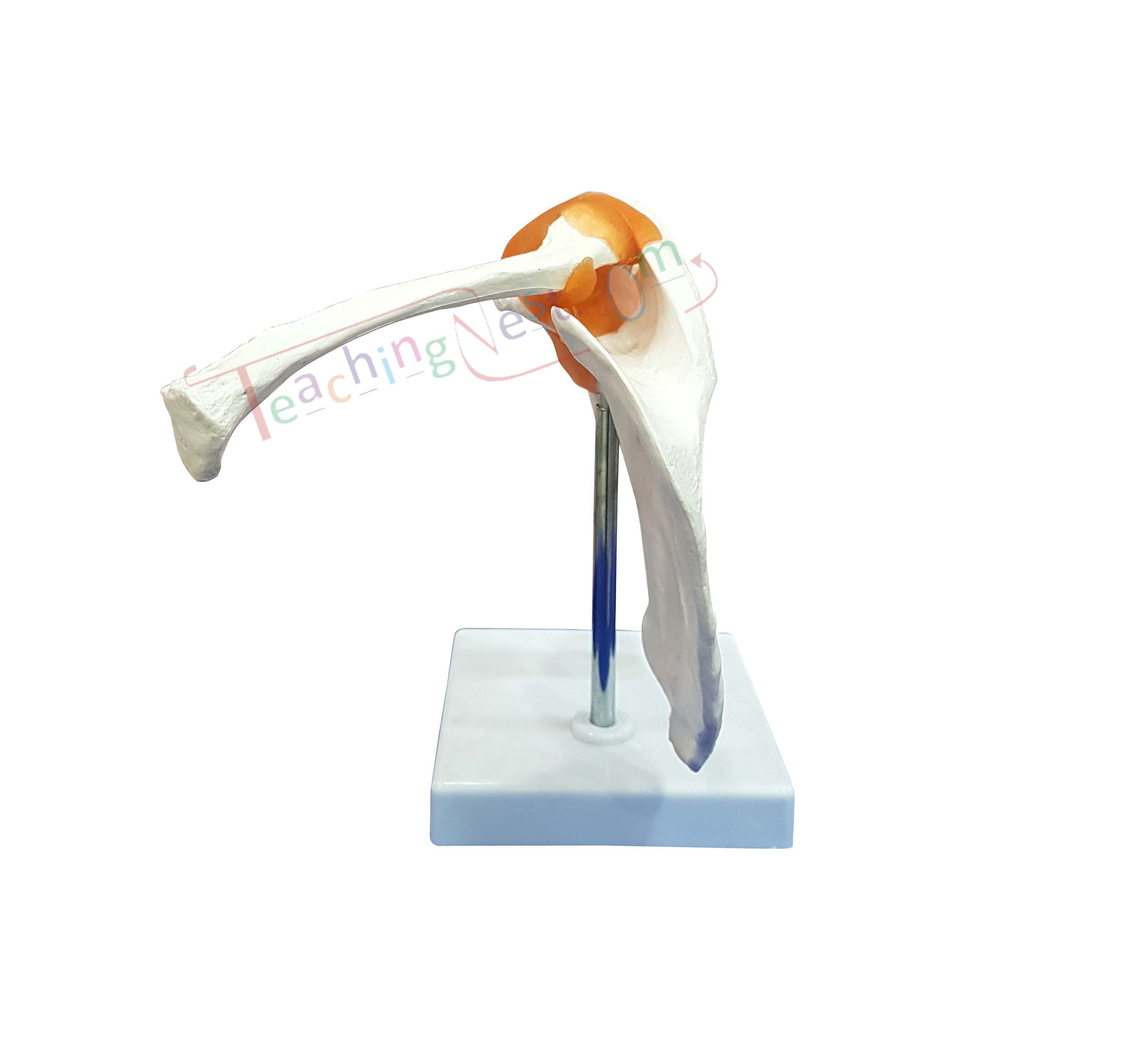 An anatomical model of a human shoulder joint on a white display stand.