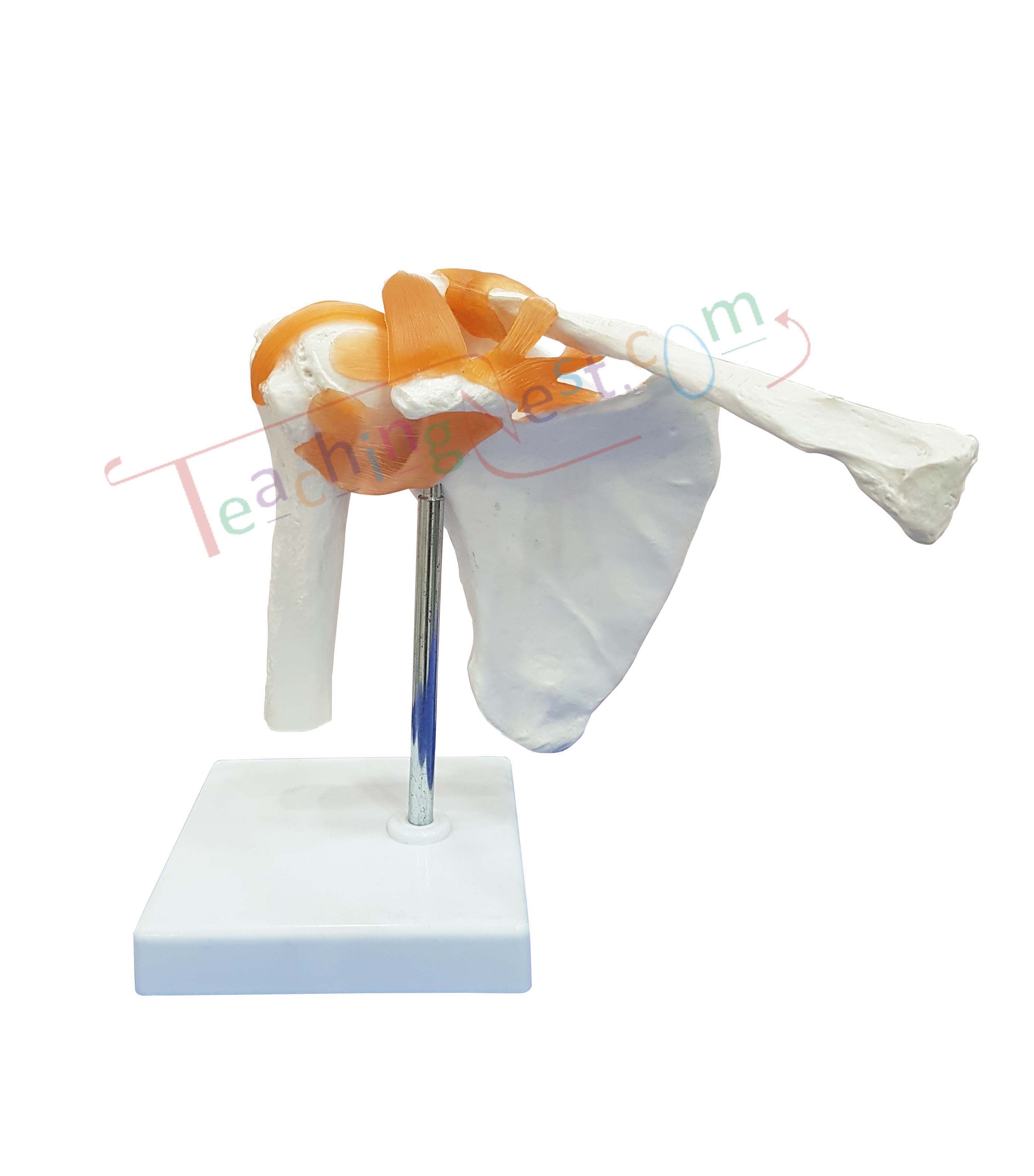 An anatomical model of a human shoulder joint on a white display stand.