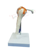 An anatomical model of a human shoulder joint on a white display stand.