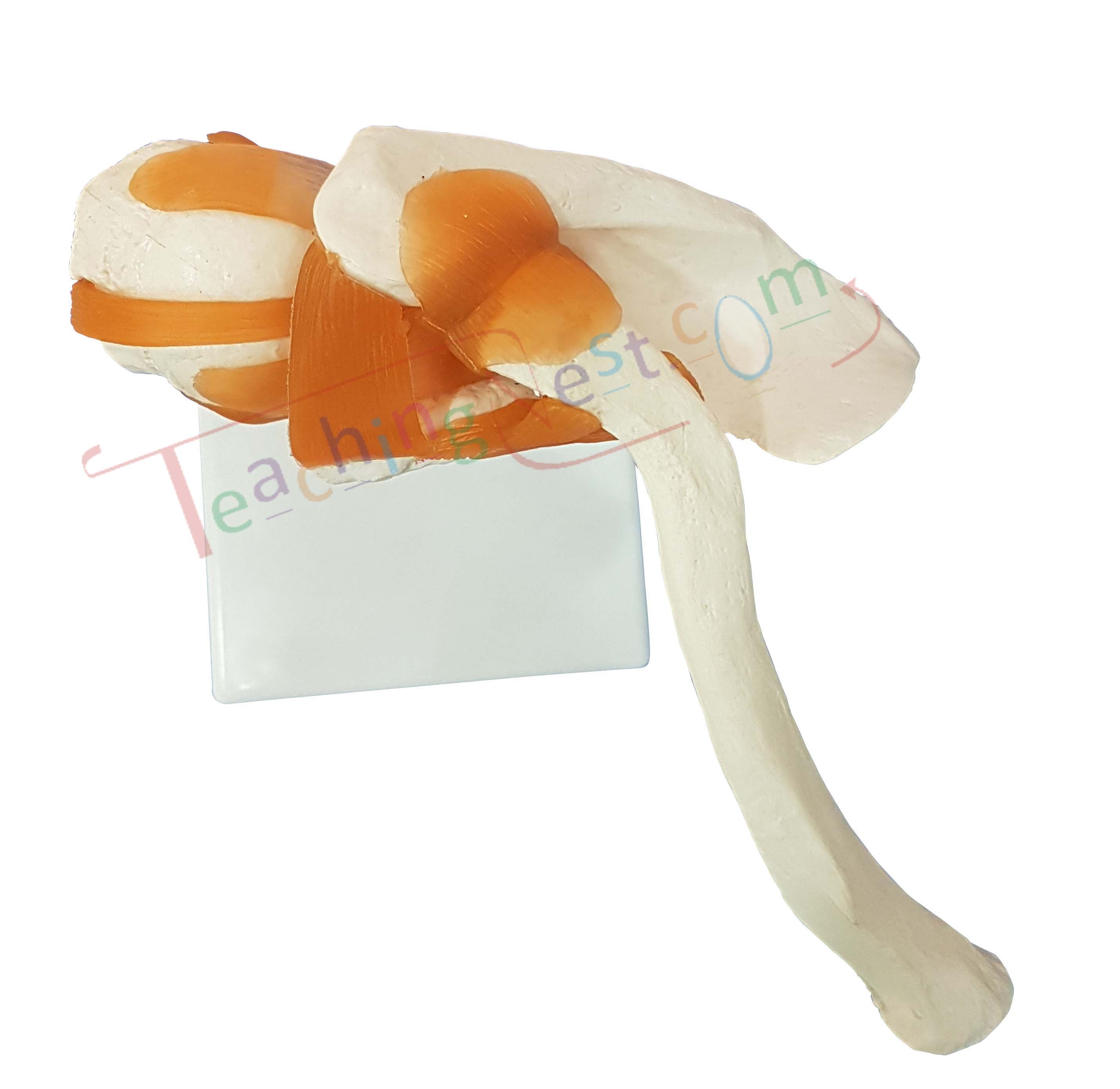 An anatomical model of a human shoulder joint on a white display stand.