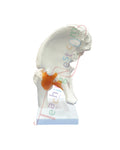 Hip Joint Model Flexible