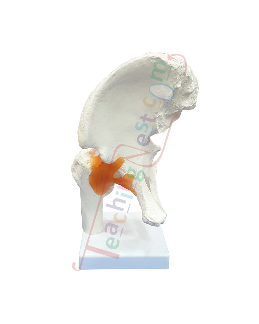 Hip Joint Model Flexible