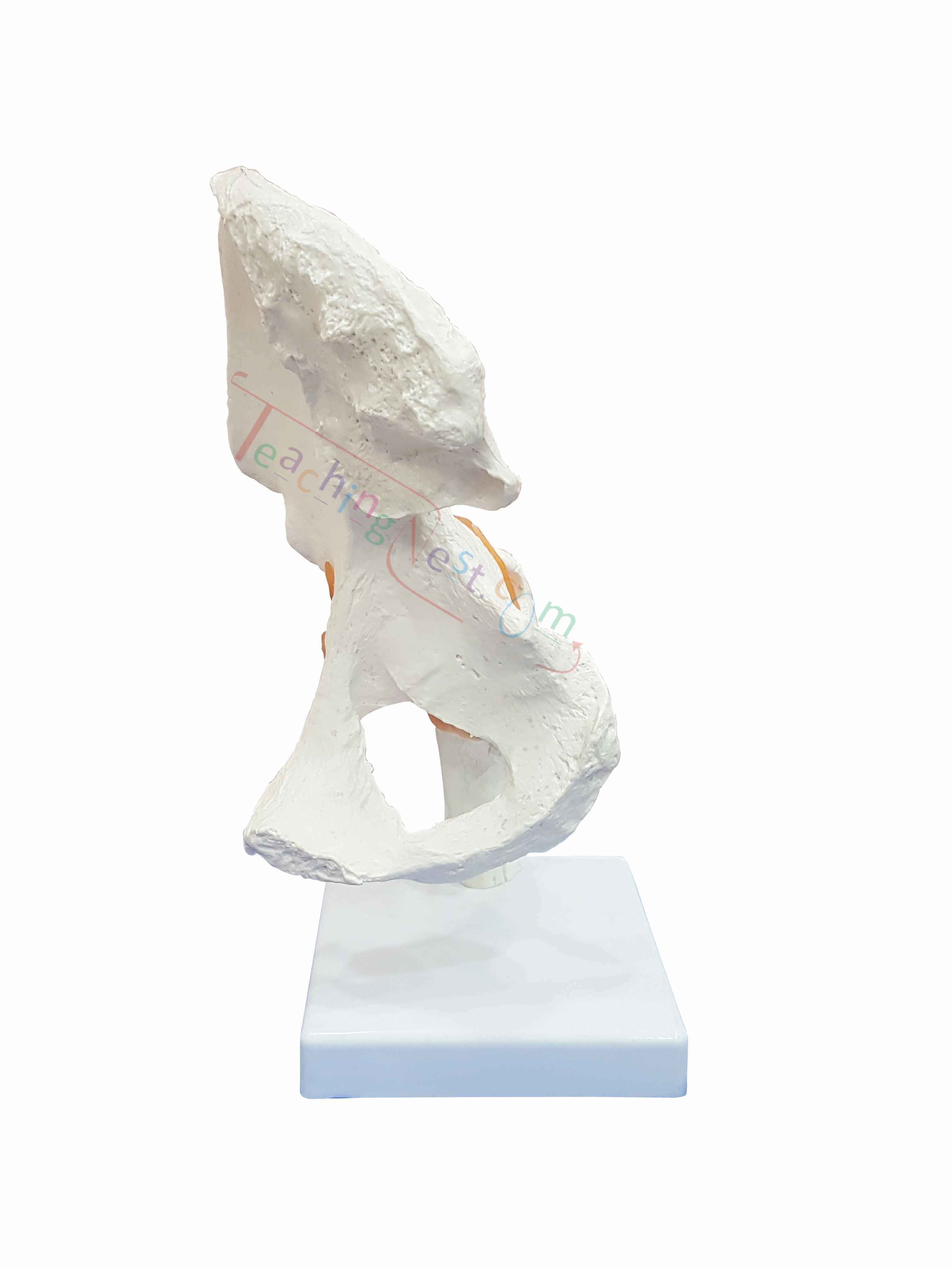An anatomical model of a human hip and upper thigh bone. 