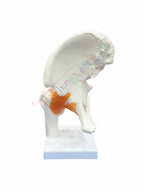 An anatomical model of a human hip and upper thigh bone
