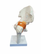An anatomical model of a human hip and upper thigh bone.