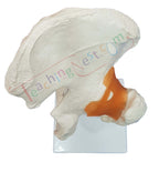 An anatomical model of a human hip and upper thigh bone.