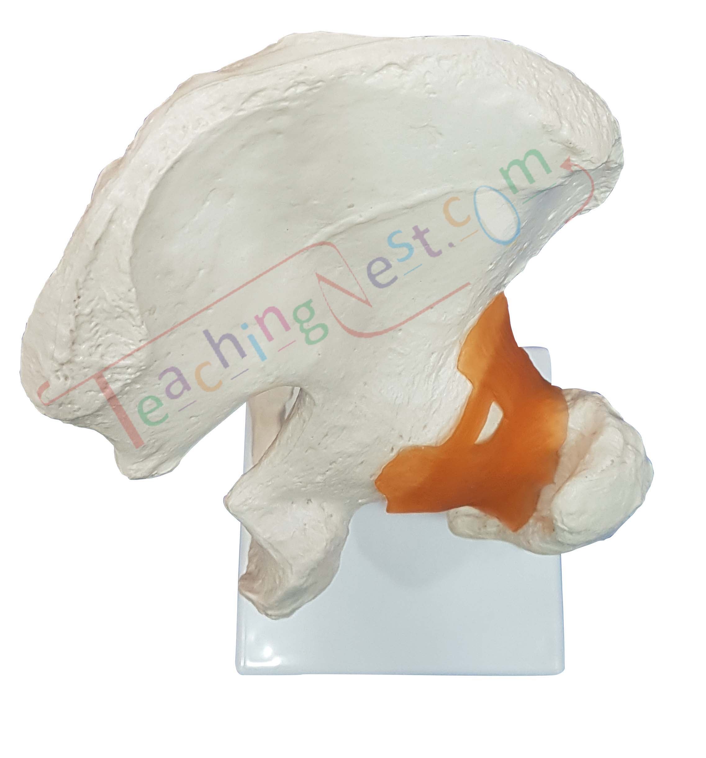 An anatomical model of a human hip and upper thigh bone.
