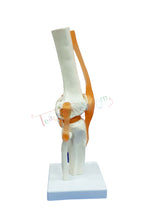 An anatomical model of a knee joint on a white display base, shown against a plain white background.
