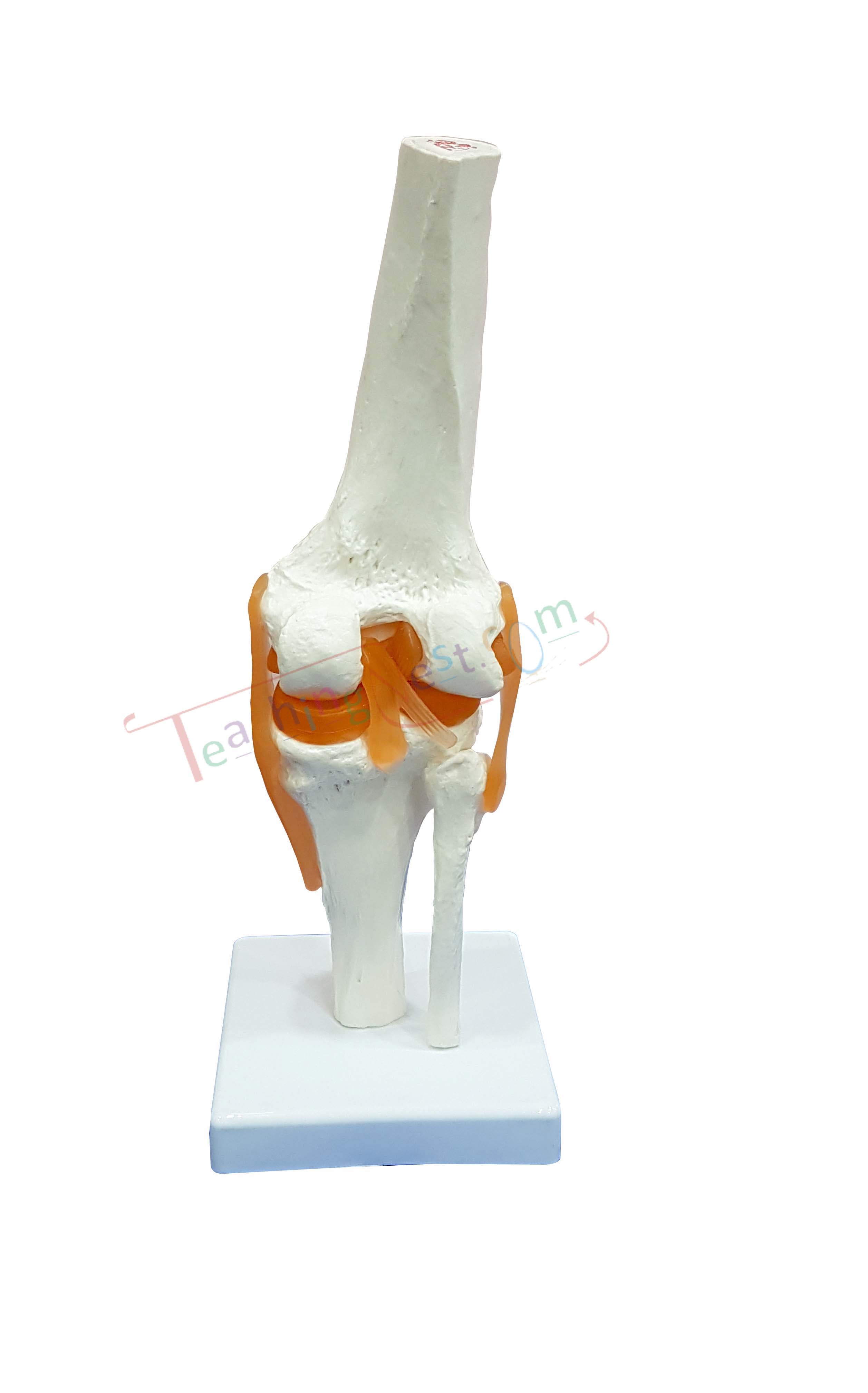An anatomical model of a knee joint on a white display base, shown against a plain white background.
