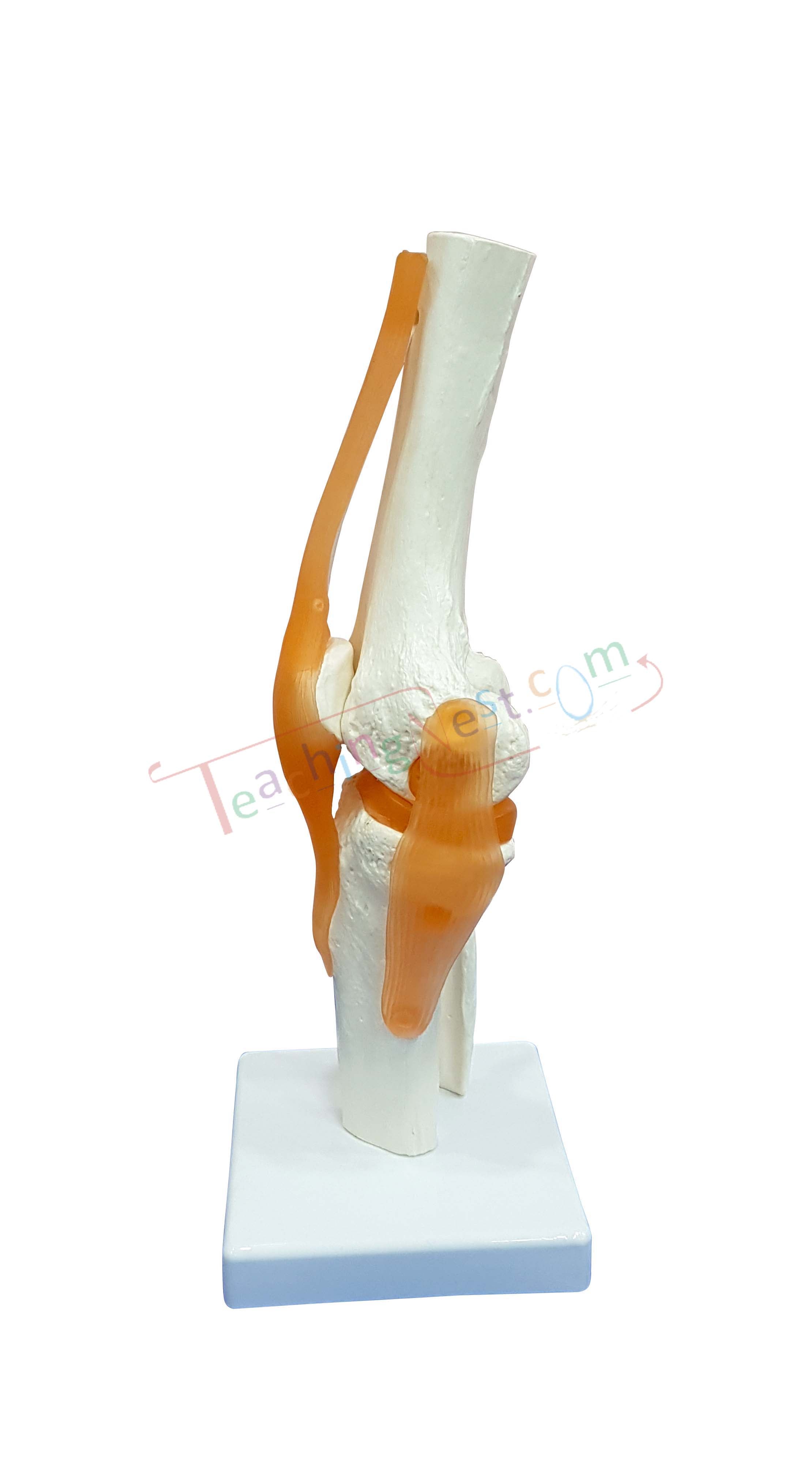 An anatomical model of a knee joint on a white display base, shown against a plain white background.