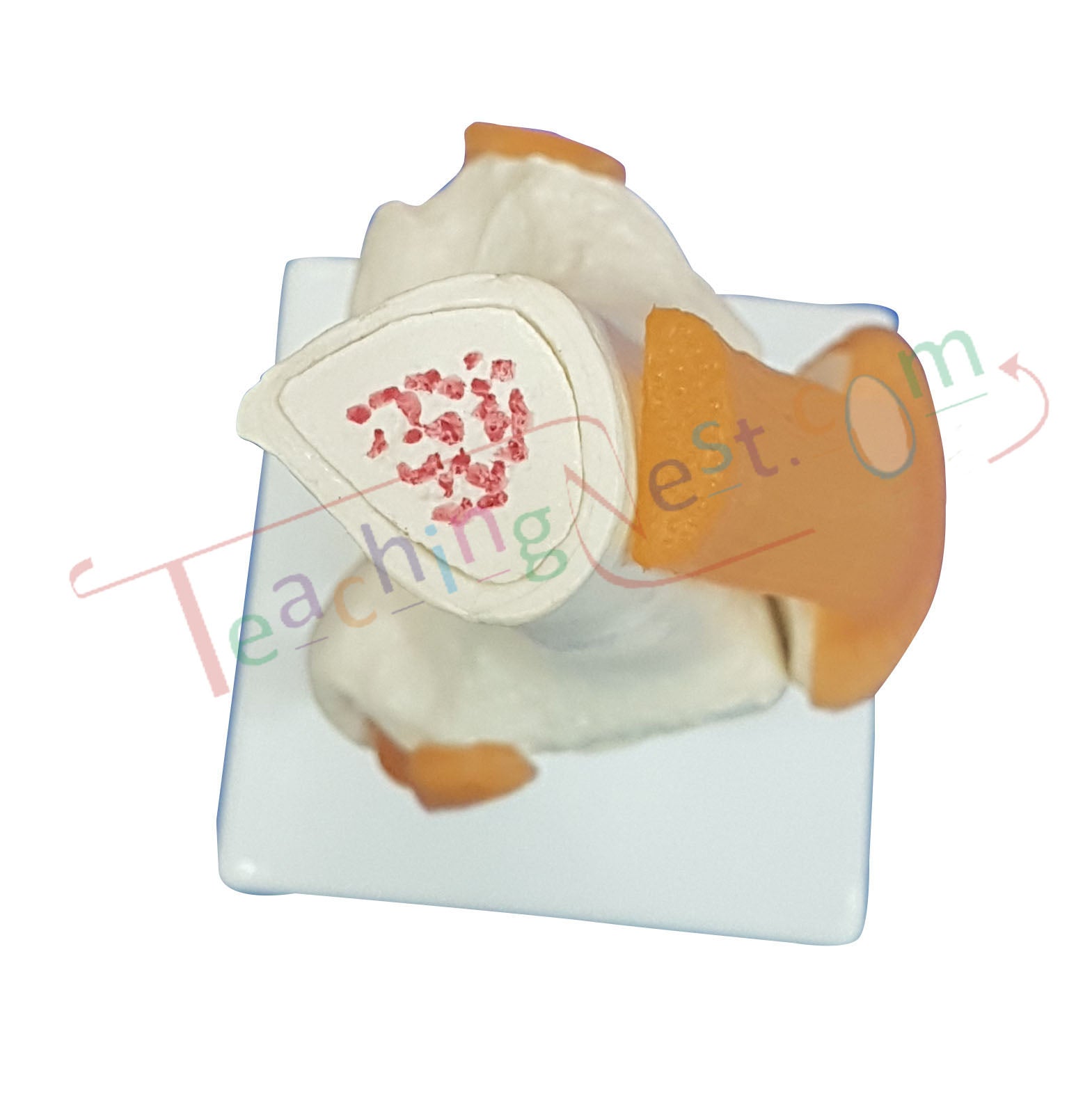 An anatomical model of a knee joint on a white display base, shown against a plain white background.